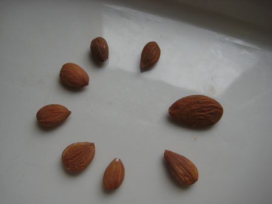 aprikoossi2