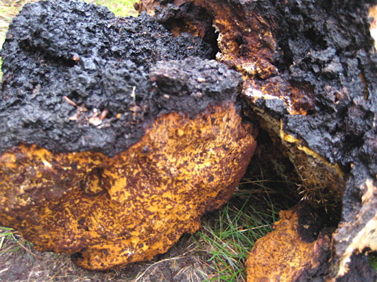 chaga