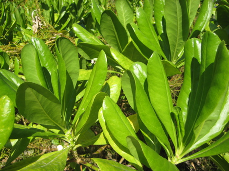 kasvi