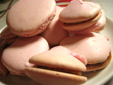 macaronia