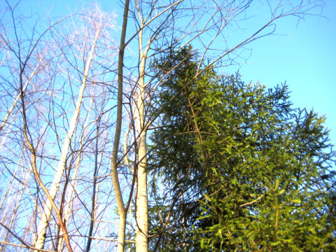 talviaurinko